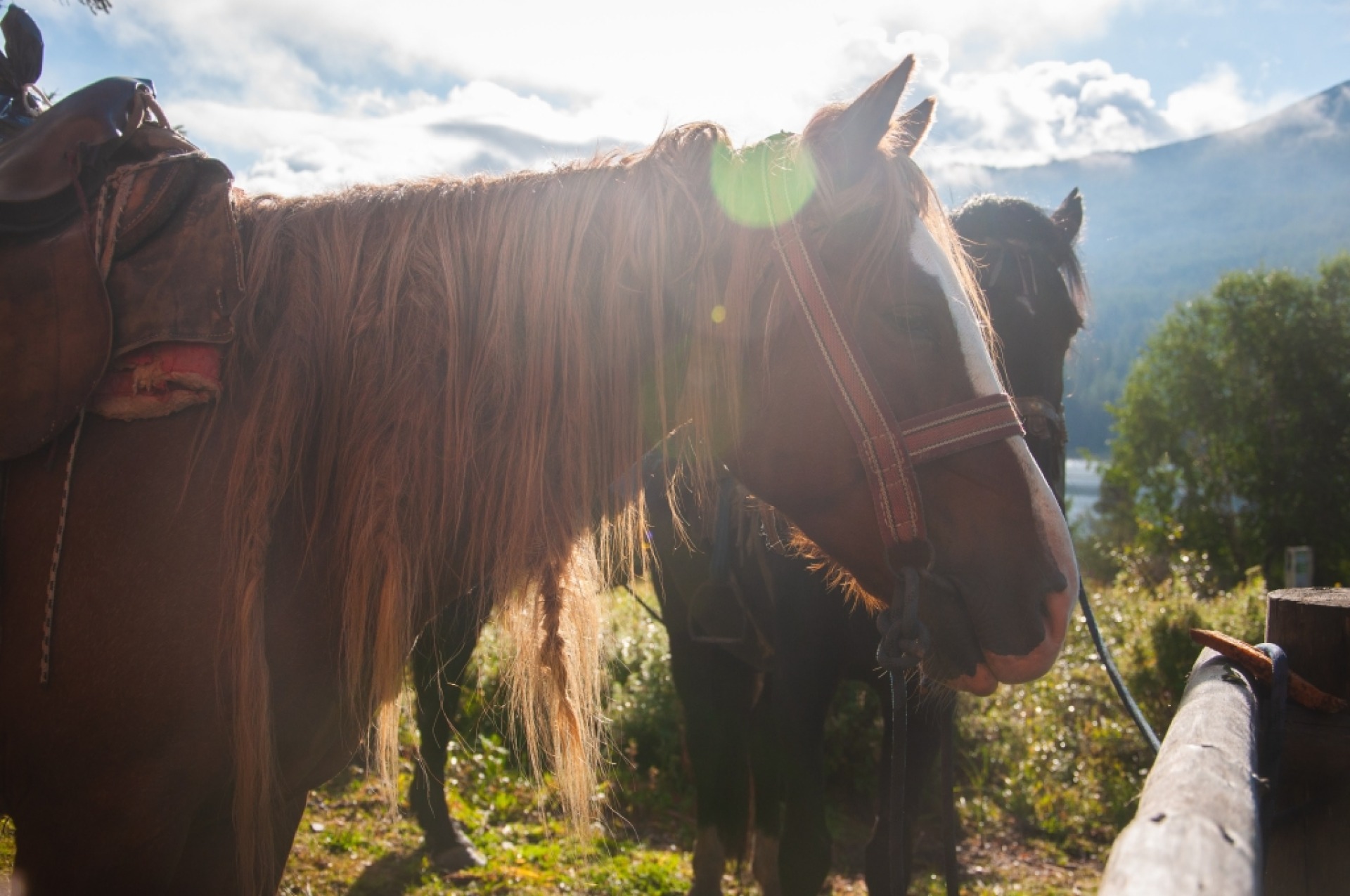 Horseback riding trip in the Altay, Kazakhstan