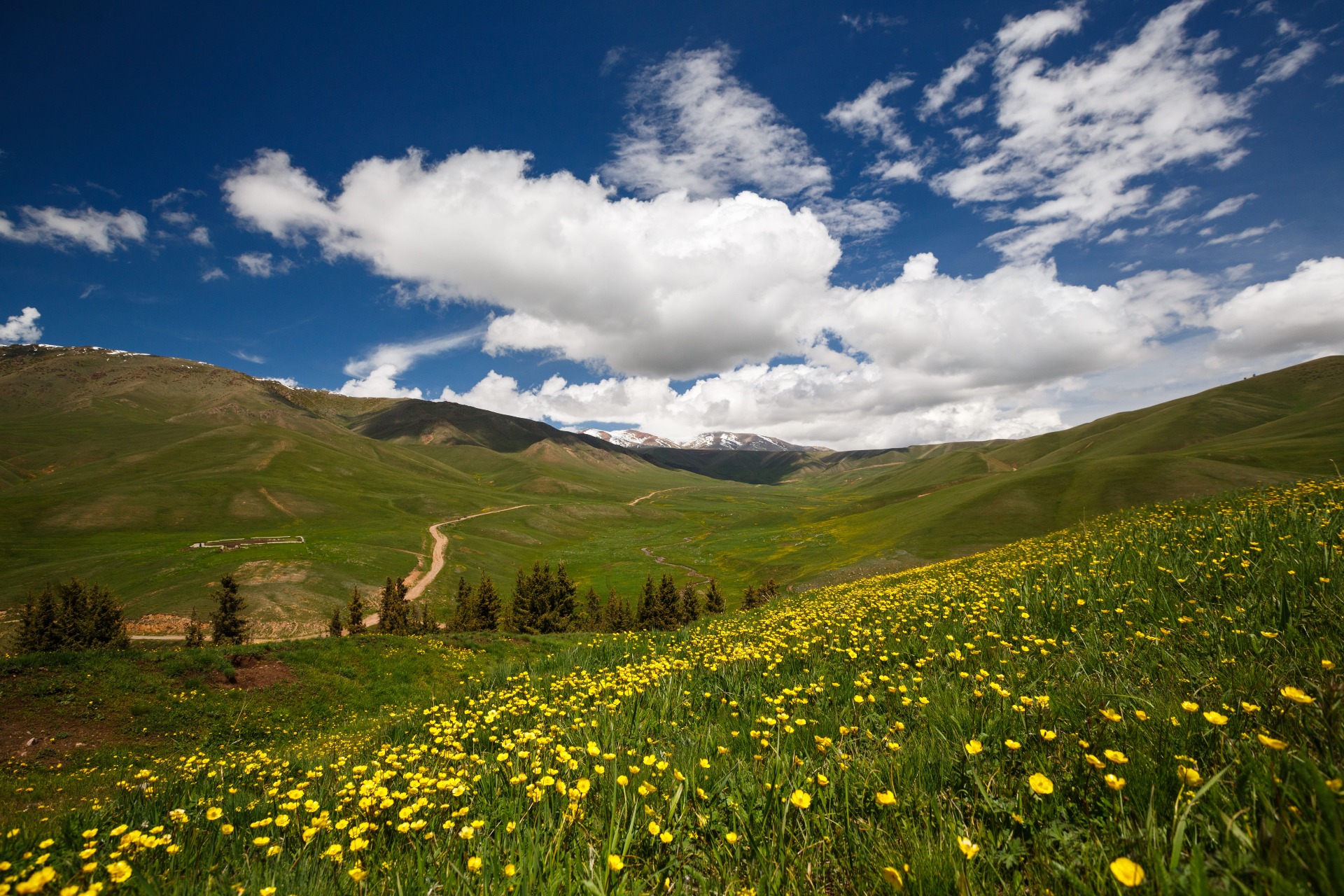 Flower fields on Assy plateau in Kazakhstan