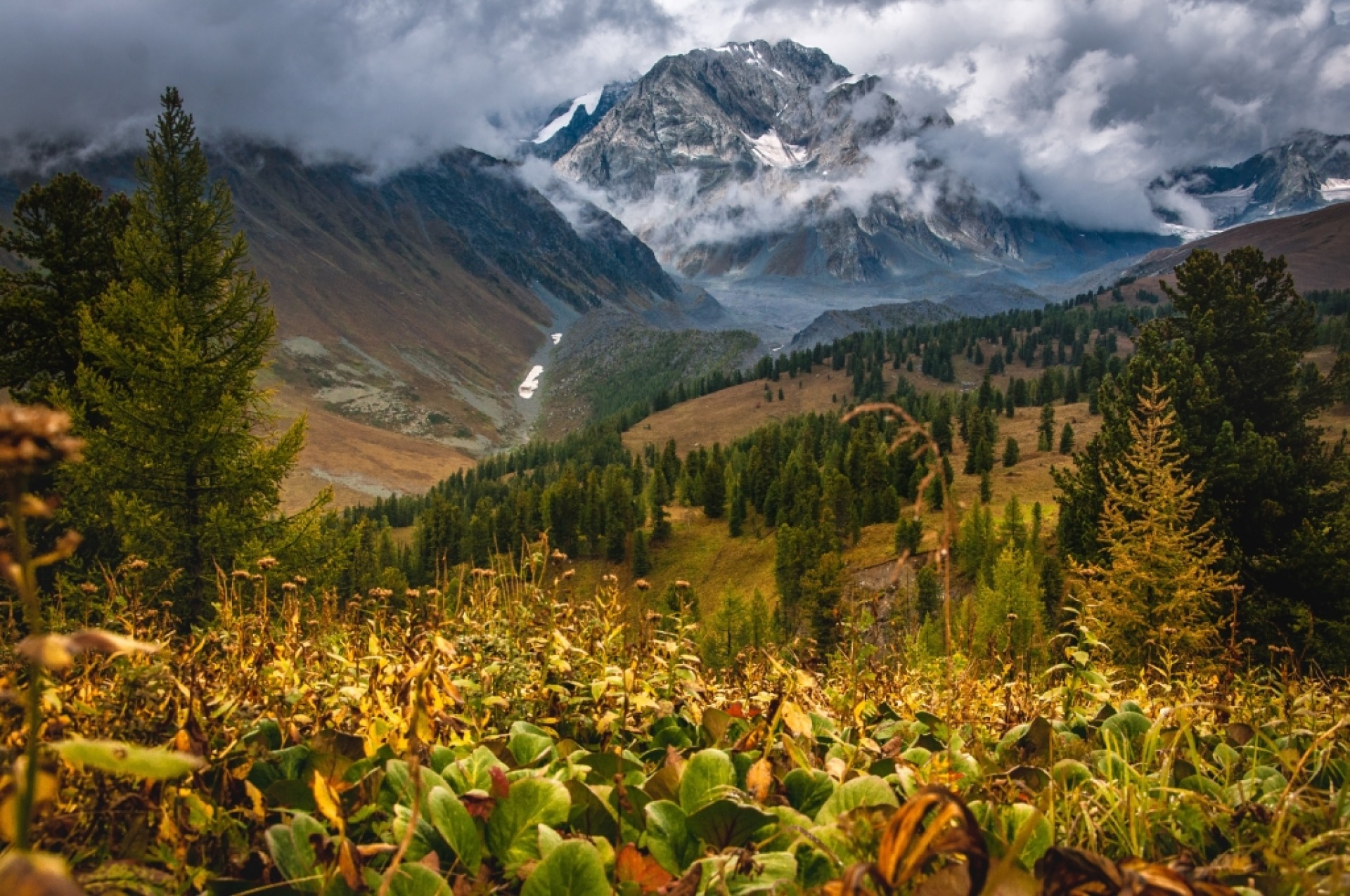 Trekking in the forest of the Altai, Belukha mountain