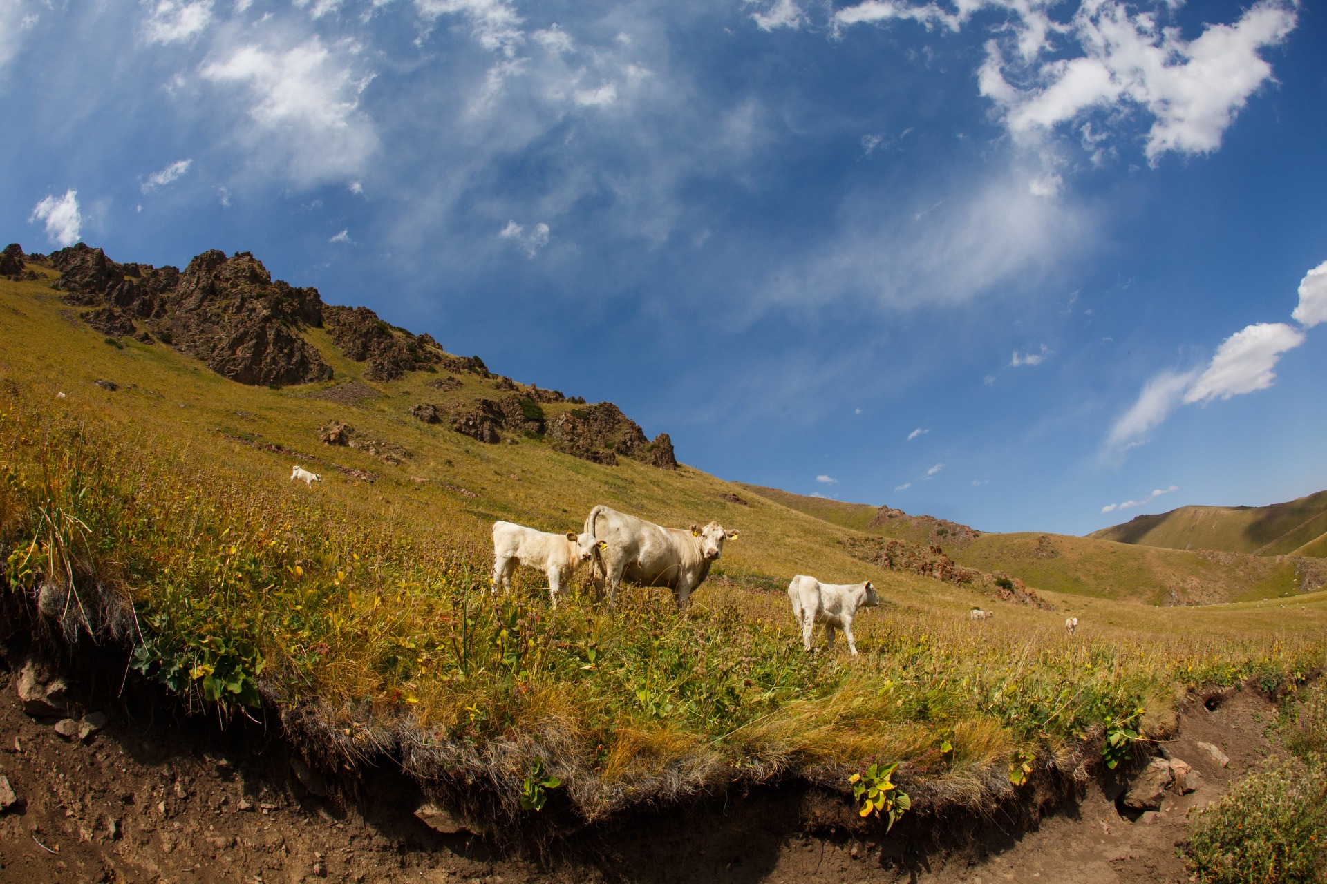 Cows in the mountains of Kazakhstan