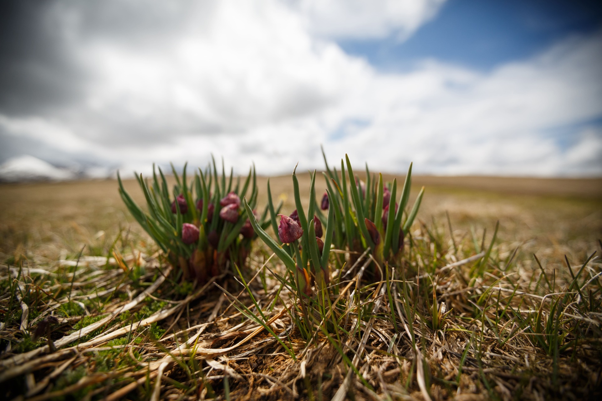Wild onion on the endless fields of Almaty region