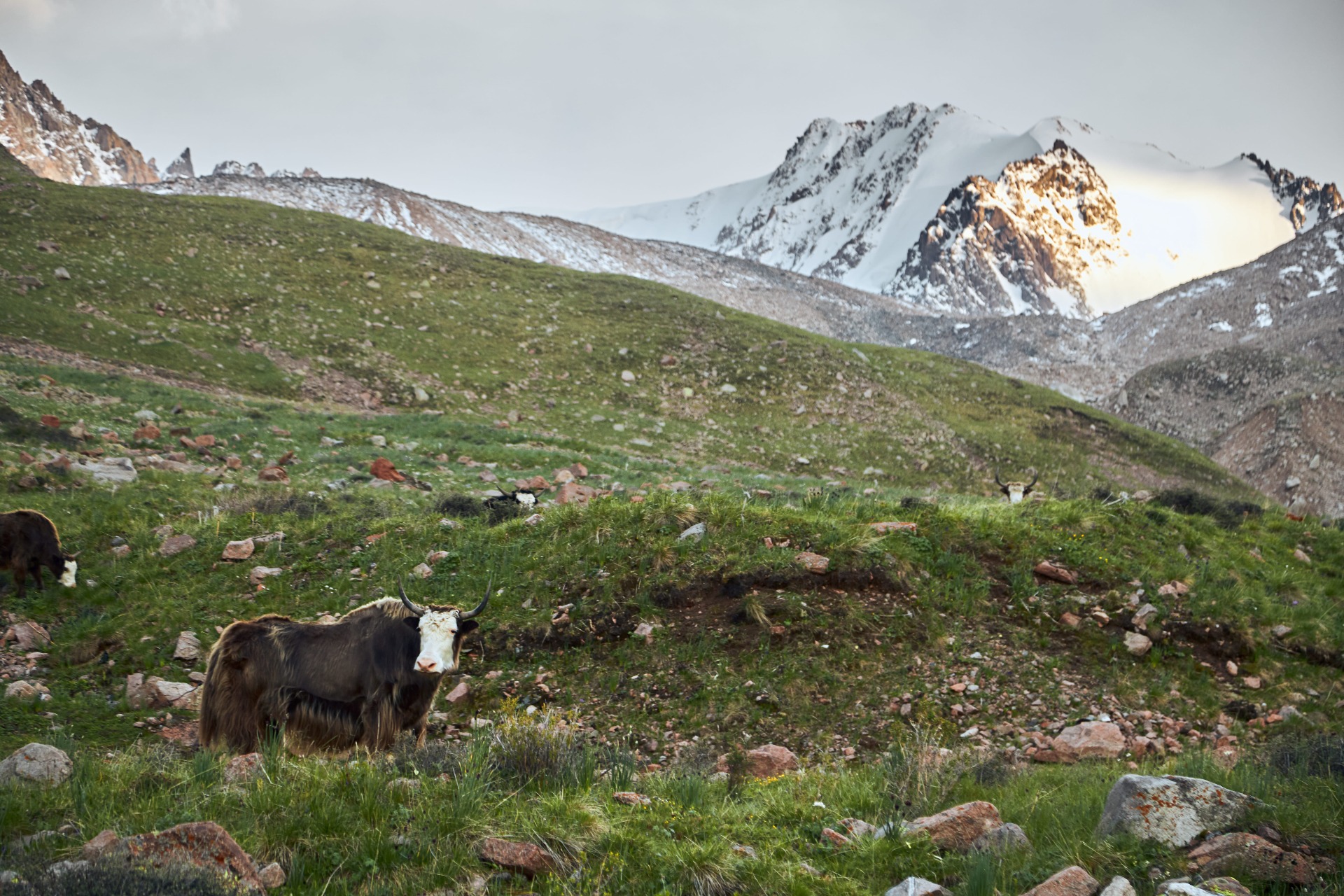 Mynzhylki and Tuyuk-su peak