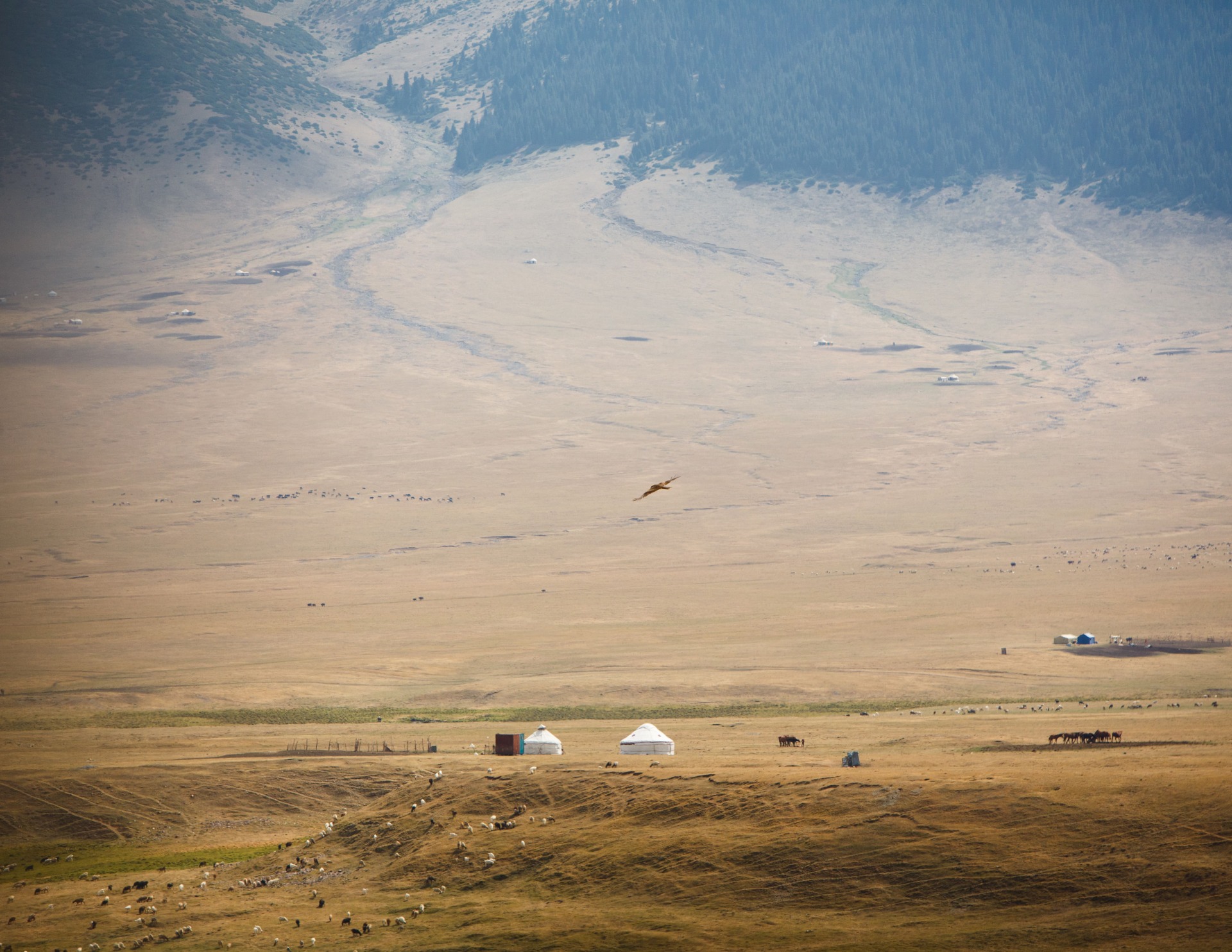 Yurts in Assy Valley in Almaty region of Kazakhstan