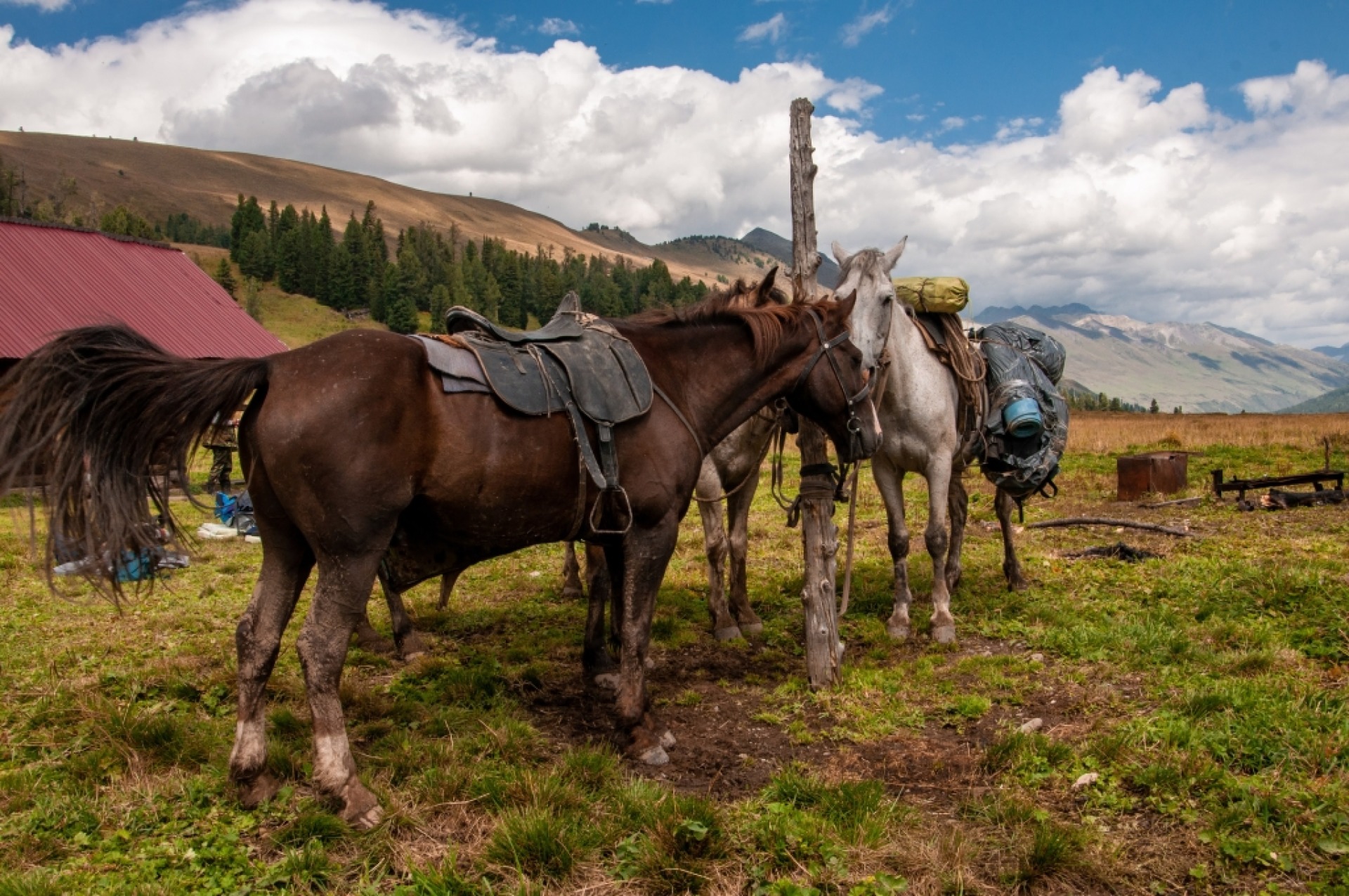 Horseback trip in Katon-Karagay, Altai mountains